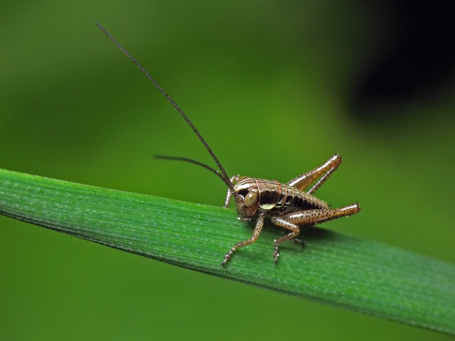 Orthoptera